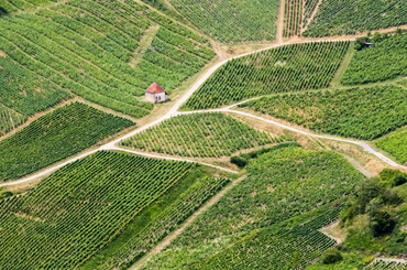 A vineyard in the Jura region from above