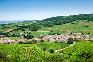 Pouilly vineyards