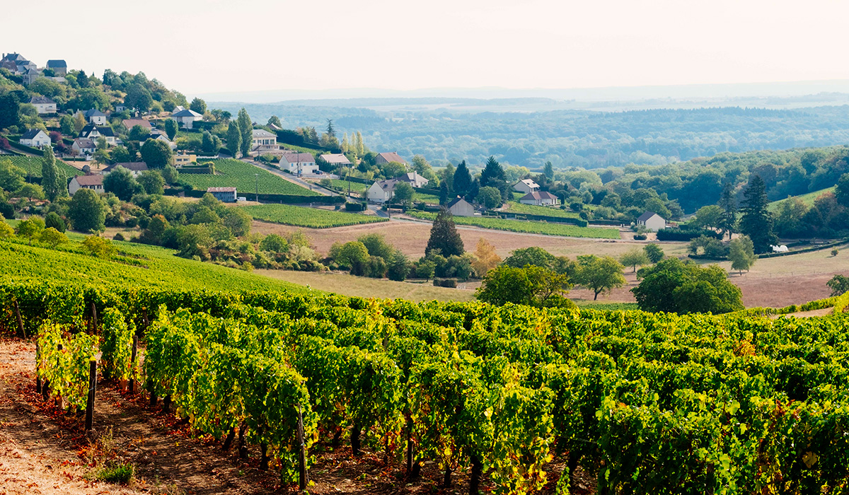 Vineyards around Sancerre