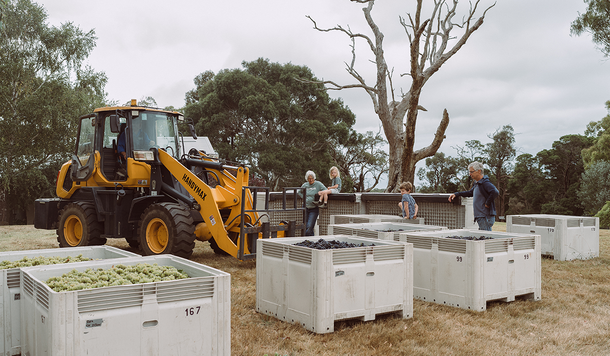 Dexter vineyard