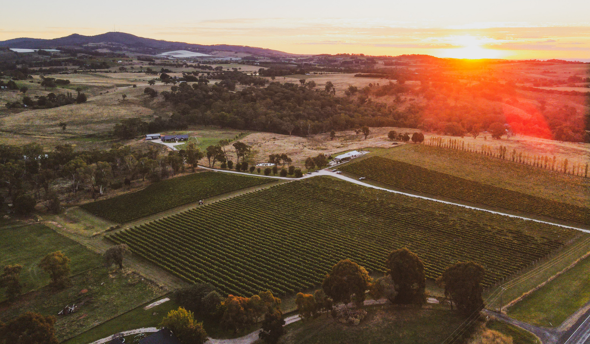 Swinging Bridge vineyard