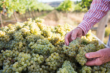 Close up of white wine grapes with hands inspecting them