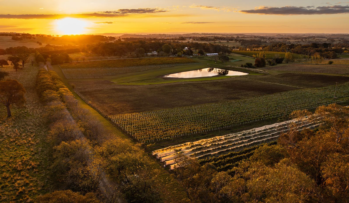 Stockman's Ridge vineyard