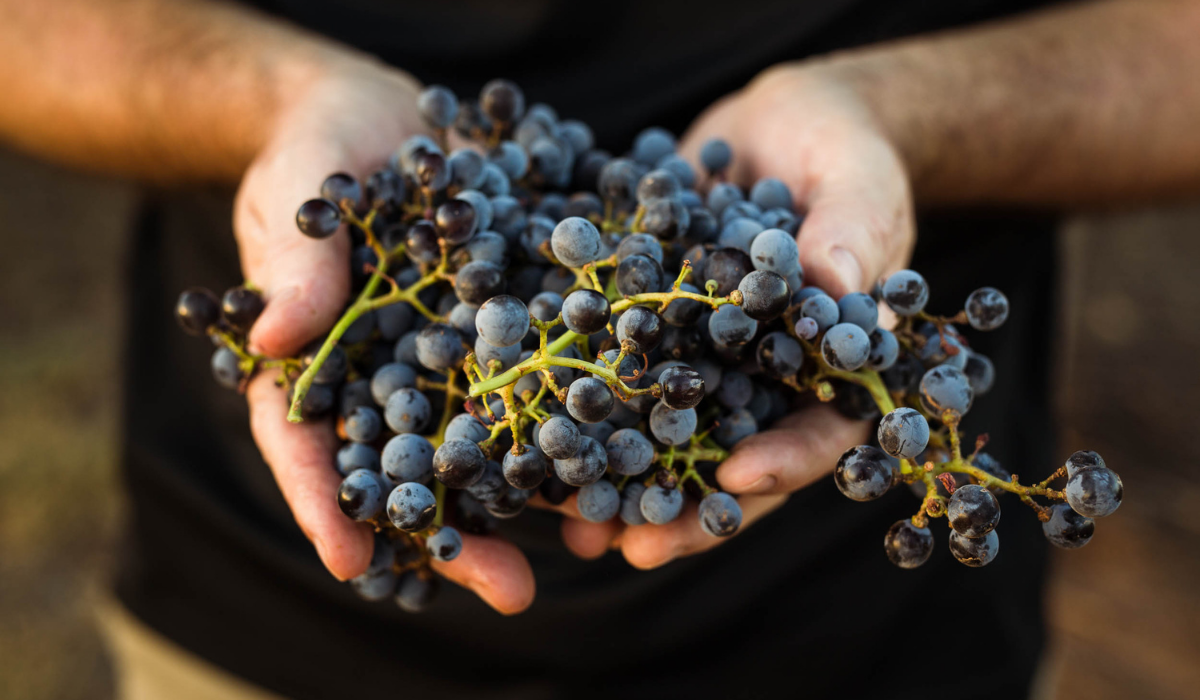 Two hands cupping a bunch of grapes