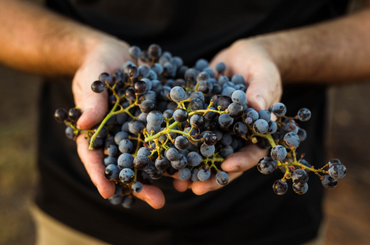 Two hands cupping a bunch of grapes