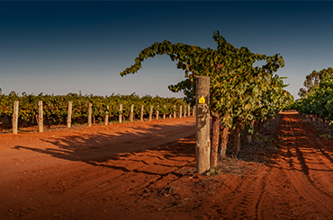 Vines on red soil with the blue sky in the background