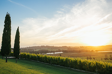 The view from Cupitt's at sunset with trees to the left