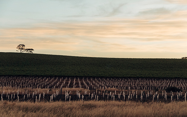 Peaceful outlook to the horizon over the vines in the Clare Valley