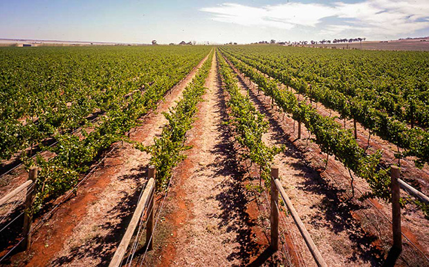 Vivid red soil between the vine rows in Heathcote