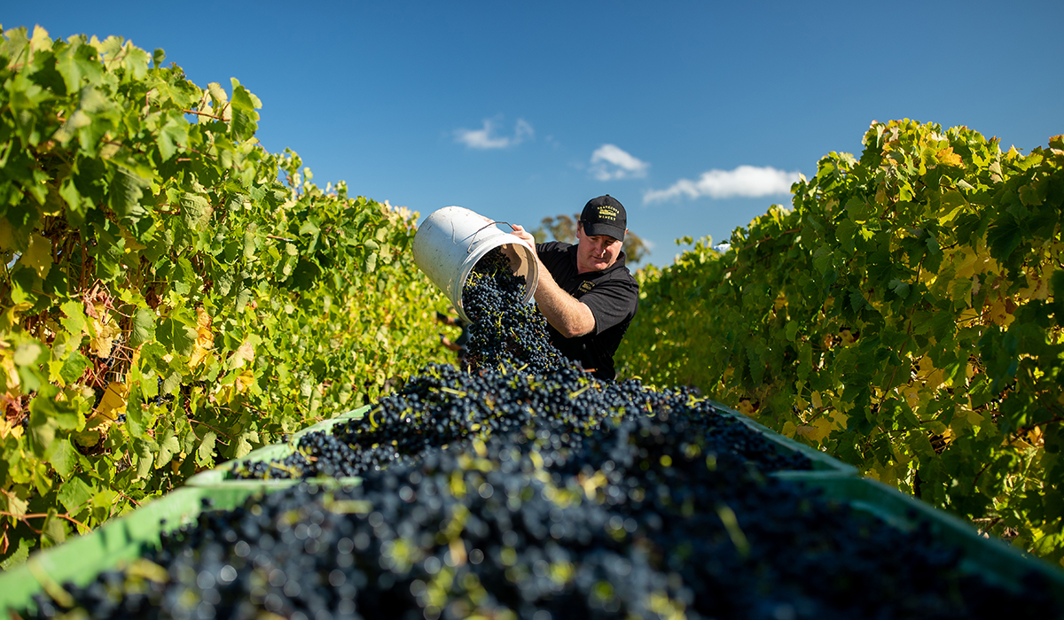 Heathcote Winery