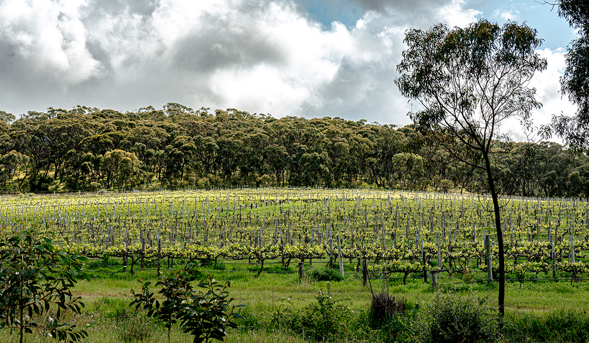 Koomilya in McLaren Vale 