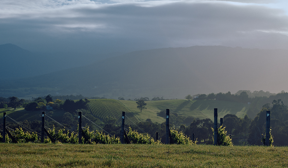 Giant Steps in the Yarra Valley