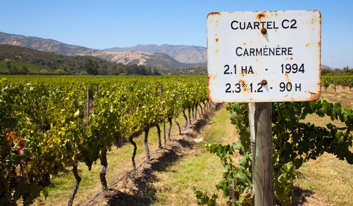 Carmenere vineyard, Chile