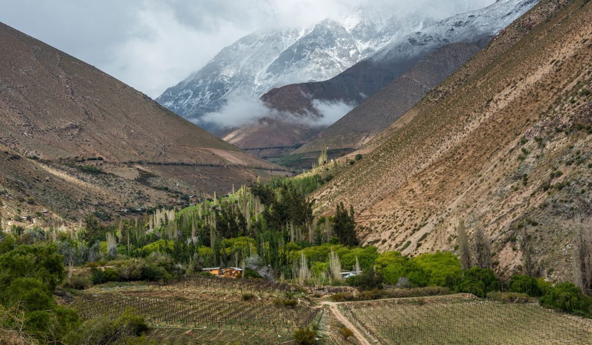 Chilean vineyard in a valley