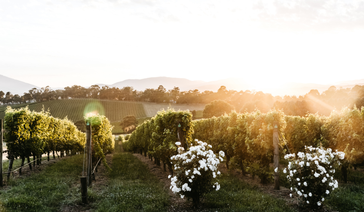 In Dreams vineyard