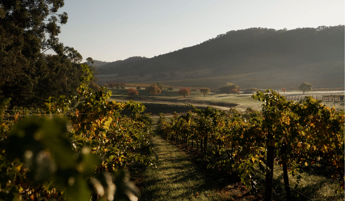 Southern Light Vineyards