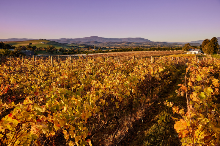 Serrat vineyard