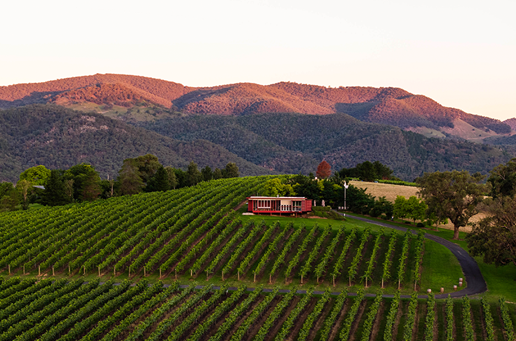 First Ridge vineyard