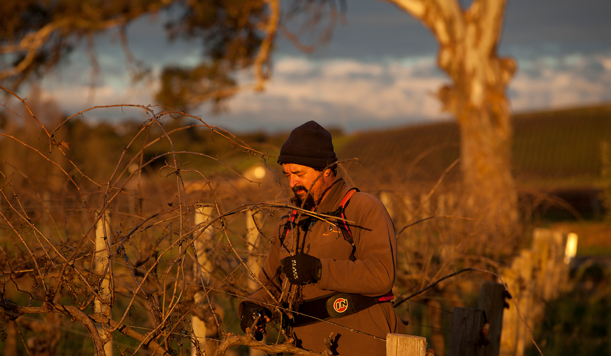 Steven Kurtz pruning