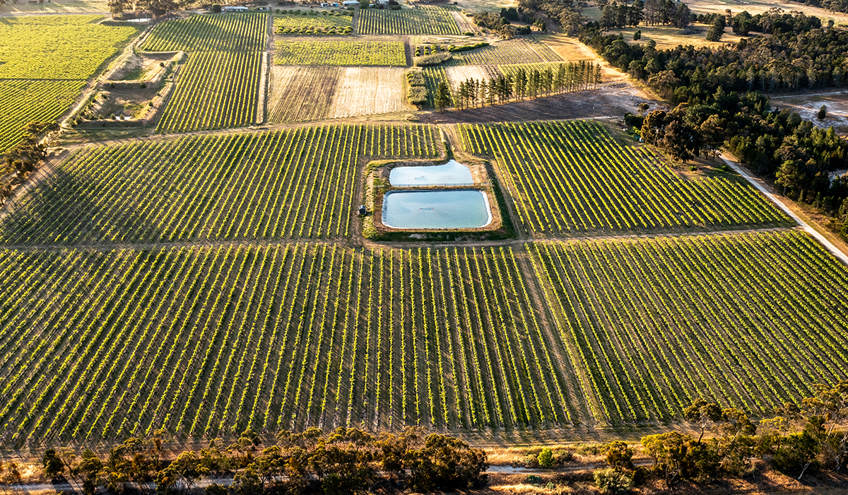 Pine Drive cellar door