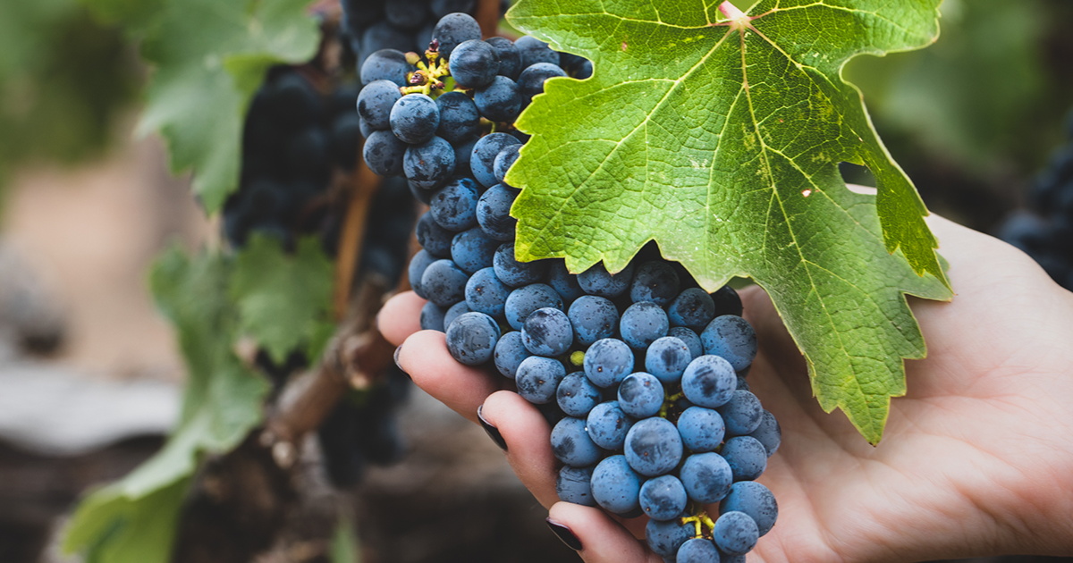 Best Barossa Valley Wines Best Barossa Valley Wines To Try