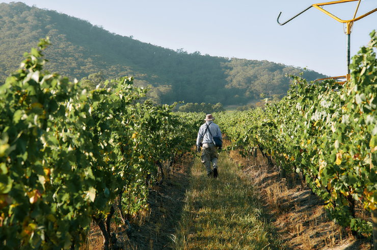 Yarra Yering vineyard