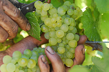 Grapes being pruned