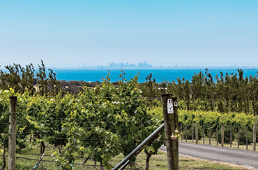 View of Melbourne from Scotchmans Hill vineyard