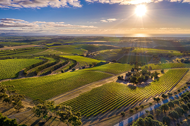 The view of Dandelion Vineyard