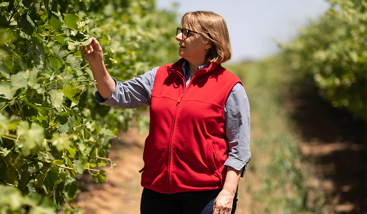 Woman checking grapes on vine