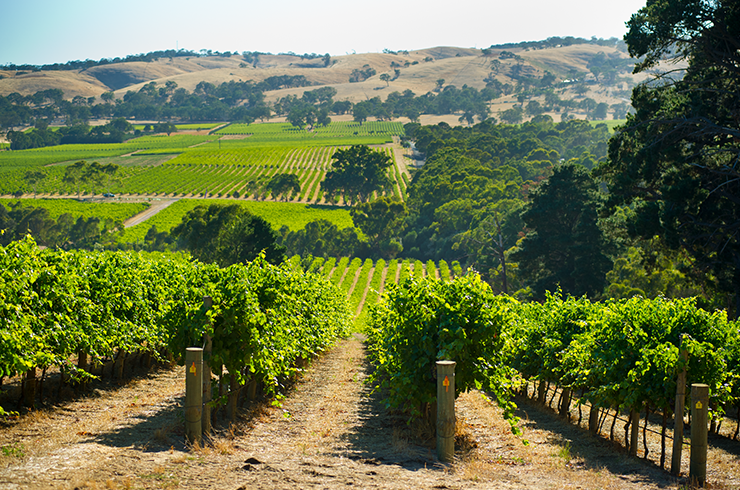Beresford vineyard