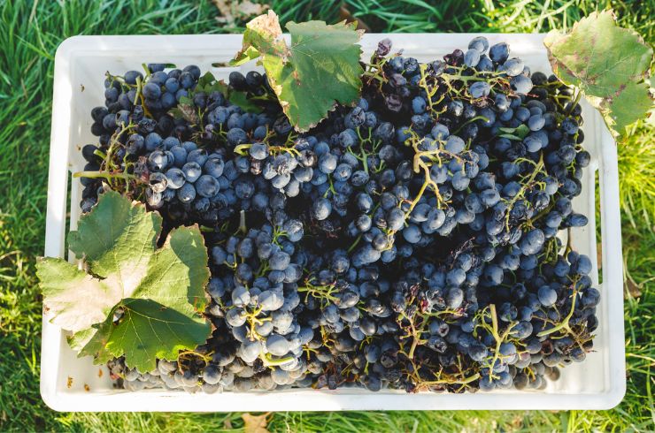 highly rated australian grenache wine