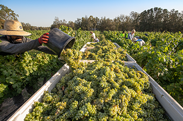 A bucket of grapes being emptied into a larger bucket filled with white grapes.
