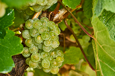 Riesling grapes