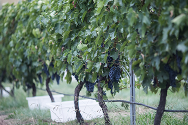 Red grapes hanging on vines at Collector Wines