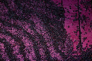 Red grapes going through the wine press machine at Henschke