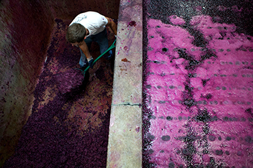 Winemaker shovelling grapes, view from above