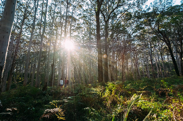 Woods in Margaret River