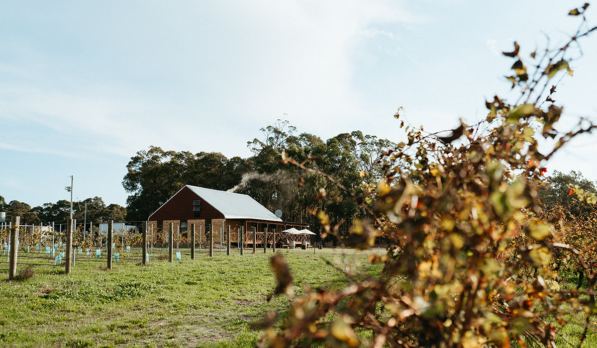 Rosabrook winery and vineyards