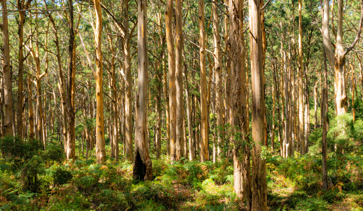 A forest of karri trees