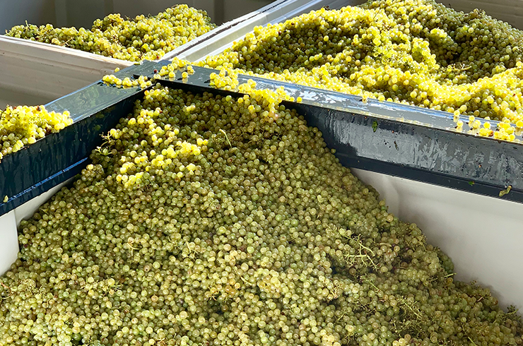 Grapes at Vinifera