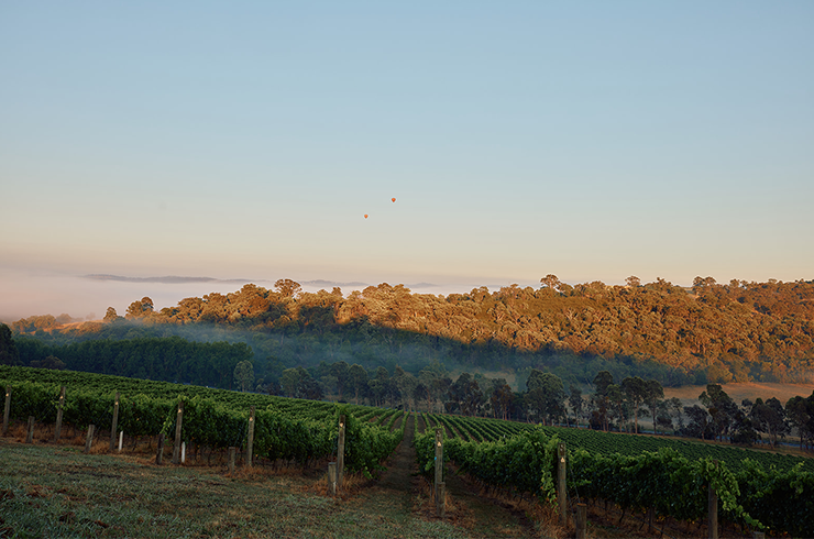 TarraWarra vineyard