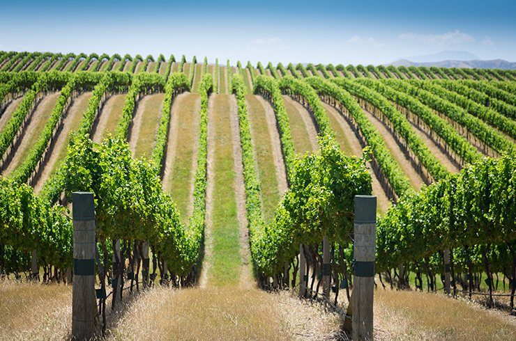 New Zealand vineyard