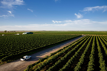 De Bortoli truck in the vineyard