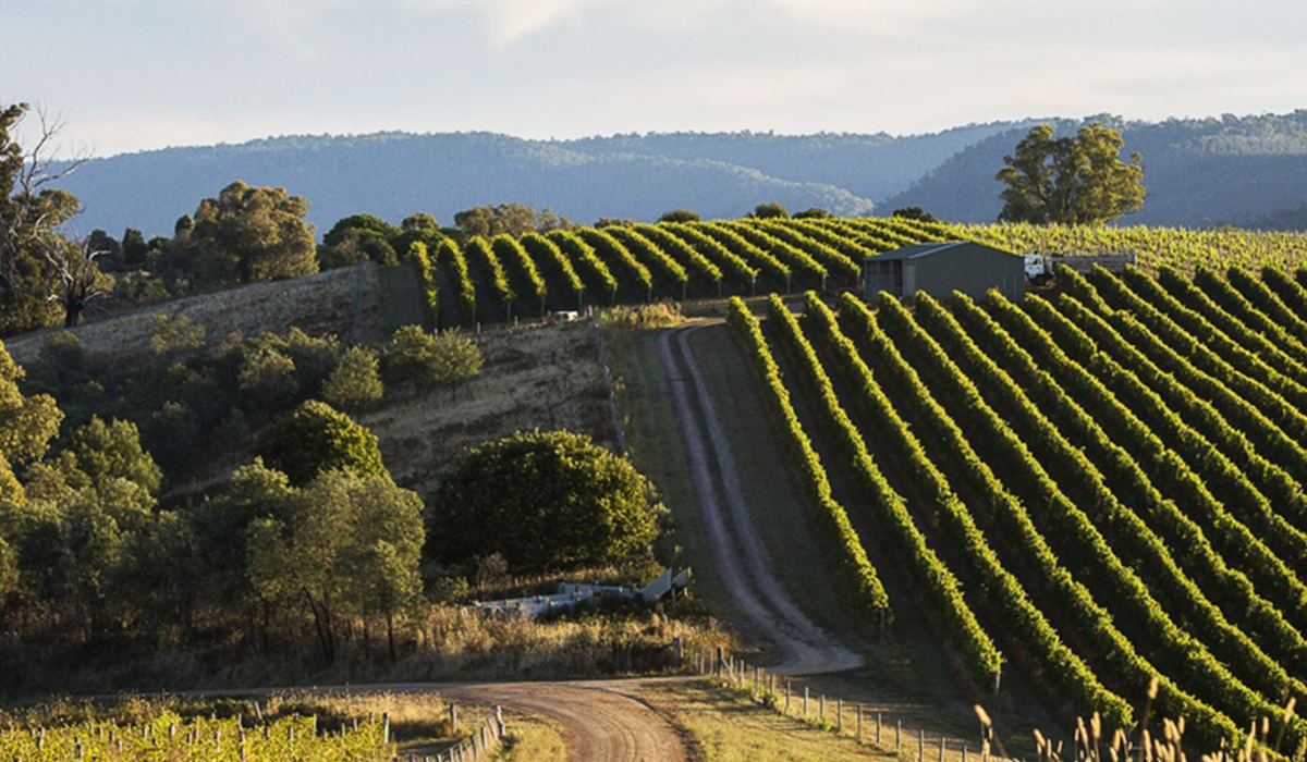 Bilbul Vineyard view