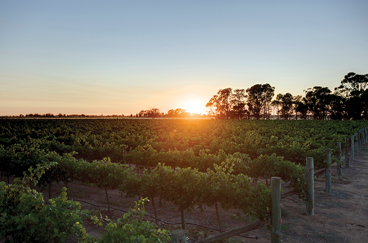 De Bortoli Riverina vineyard