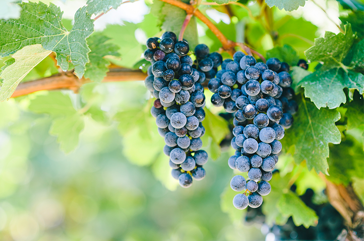 Shiraz grapes on vine