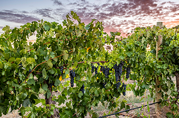 Shiraz grapes on the vine