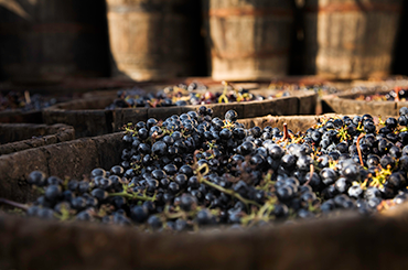 Red grapes in barrels