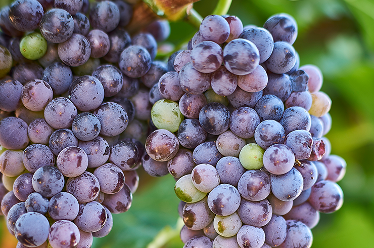 Grenache grapes